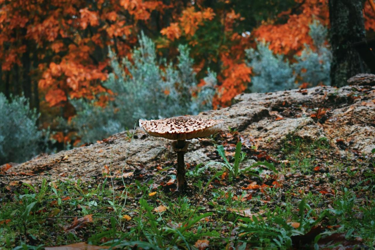 Quinta Das Fontes - Alojamento Rustico Local E Turismo Rural São Pedro do Sul Eksteriør billede