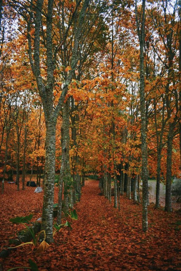 Quinta Das Fontes - Alojamento Rustico Local E Turismo Rural São Pedro do Sul Eksteriør billede